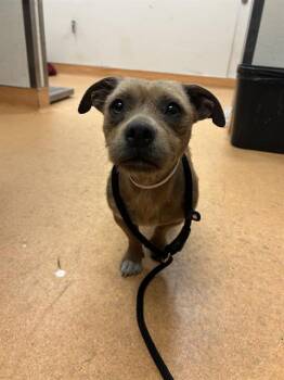 PELUSHAIN 1 -  Terrier Dog for Adoption in Martinez, California - PELUSHAIN 1 | PetCurious