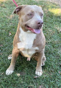 Rescue Labrador Retriever and American Bulldog Dogs for Adoption in Troy, Alabama - Bagel | PetCurious