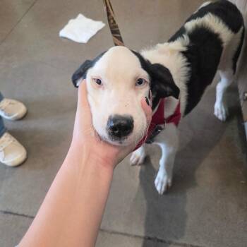 Yeti -  Labrador Retriever Dog for Adoption in Chattanooga, Tennessee - Yeti | PetCurious