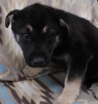 Ellen -  Shepherd Dog Available for Adoption in Thief River Falls, Minnesota - Ellen | PetCurious