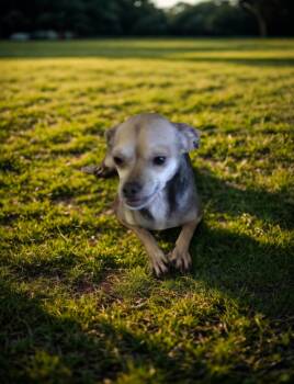 Rescue Chihuahua Dogs for Adoption in Camp Pendleton North, California - Akira | PetCurious