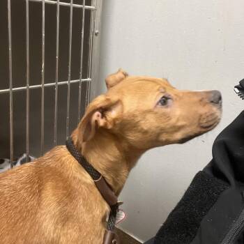 Mixed Breed Dogs Available for Adoption - Namine | PetCurious