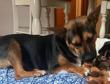 Rescue Shepherd and Corgi Dogs for Adoption in Newfoundland, Pennsylvania - Lilah (Great Dog) | PetCurious