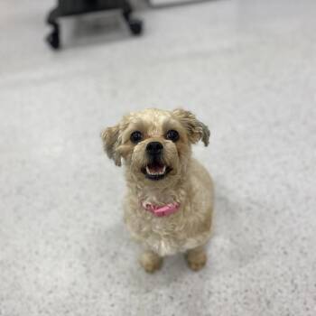 Shih Tzu and Poodle Dogs Available for Adoption - Cannoli | PetCurious