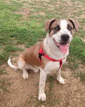 Moose -  Saint Bernard and Shepherd Dog for Adoption in Middle Township, New Jersey - Moose | PetCurious