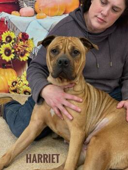 Rescue Mixed Breed Dogs for Adoption in Flint, Michigan - Harriet | PetCurious