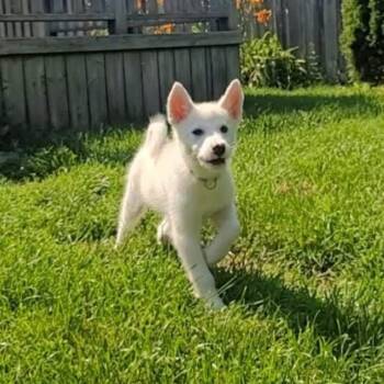 Stewart -  Husky Dog for Adoption in Cambridge, Ontario - Stewart | PetCurious