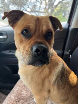 Rescue Pug Dogs for Adoption in Paramus, New Jersey - Loki | PetCurious