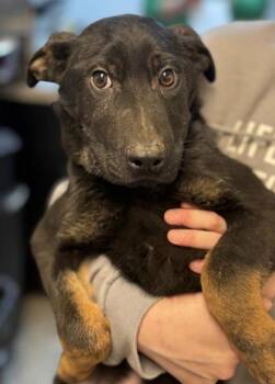 German Shepherd Dog and Mixed Breed Dogs Available for Adoption - Woody | PetCurious