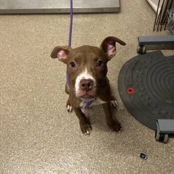 Tinker Bell -  Mixed Breed Dog for Adoption in League City, Texas - Tinker Bell | PetCurious