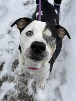 Mixed Breed Dogs Available for Adoption - Harley | PetCurious