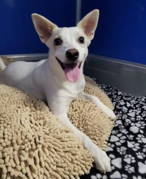 Rescue Chihuahua Dogs for Adoption in Phoenix, Arizona - Kermit | PetCurious