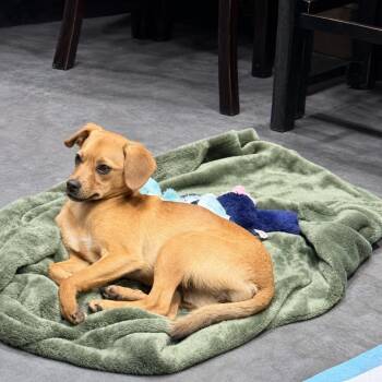DANDELION -  Chihuahua Dog for Adoption in Graham, Washington - DANDELION | PetCurious