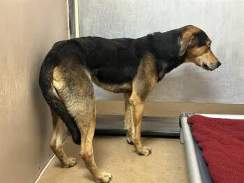 COSMO -  German Shepherd Dog Dog for Adoption in Martinez, California - COSMO | PetCurious