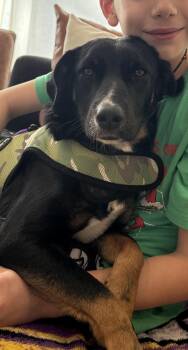 Labrador Retriever Dogs Available for Adoption - Penny | PetCurious