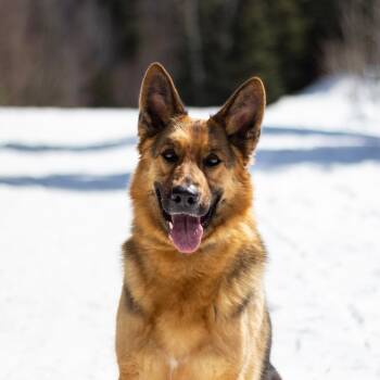 German Shepherd Dog Dogs Available for Adoption in Saint-basile, Quebec - Birka | PetCurious