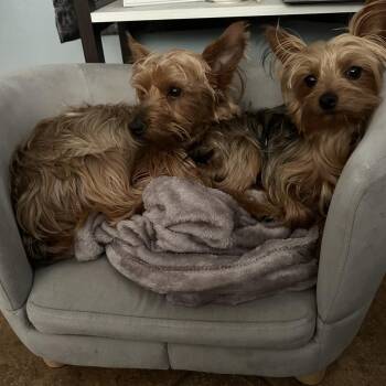 Biscuit -  Yorkshire Terrier Dog for Adoption in Lakeland, Florida - Biscuit | PetCurious