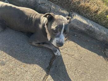 A662519 -  Pit Bull Terrier Dog for Adoption in Houston, Texas - A662519 | PetCurious