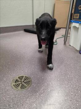 HELEN -  Labrador Retriever and Border Collie Dog for Adoption in Tracy, California - HELEN | PetCurious