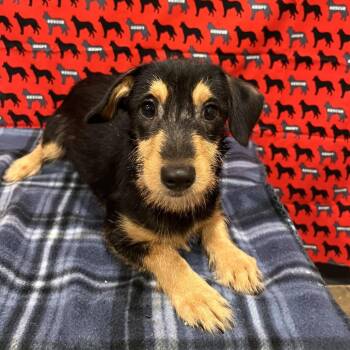 Ruffles -  Chihuahua and Dachshund Dog for Adoption in Washburn, Missouri - Ruffles | PetCurious