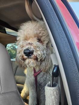 Rescue Goldendoodle Dogs for Adoption in Mary Esther, Florida - Fred | PetCurious