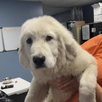 Atlas -  Great Pyrenees Dog for Adoption in Saint Joseph, Missouri - Atlas | PetCurious