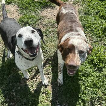 Chowder -  Dalmatian and Labrador Retriever Dog for Adoption in Driggs, Idaho - Chowder | PetCurious