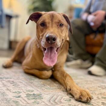 Cody Front Porch Friend -  Labrador Retriever and Great Dane Dog for Adoption in Friendswood, Texas - Cody Front Porch Friend | PetCurious