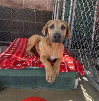 CHARLIE -  German Shepherd Dog Dog for Adoption in Redlands, California - CHARLIE | PetCurious