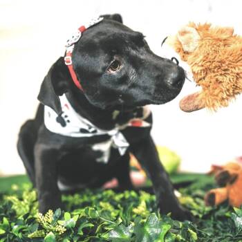 Black Labrador Retriever and Terrier Dogs Available for Adoption in Lucas, Texas - Macarena | PetCurious
