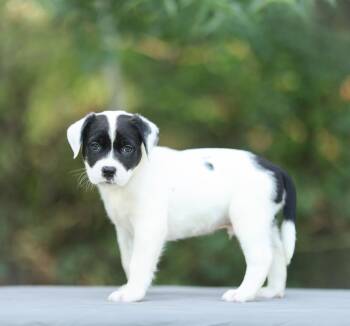 Tyson -  American Bulldog Dog for Adoption in Lucedale, Mississippi - Tyson | PetCurious