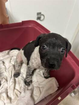 Mila -  German Shorthaired Pointer Dog for Adoption in Thousand Oaks, California - Mila | PetCurious