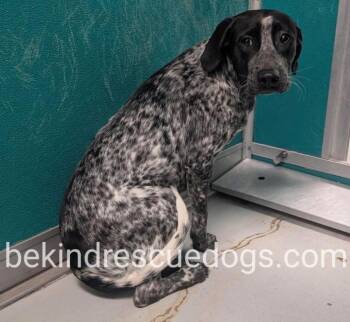 Pointer and German Shepherd Dog Dogs Available for Adoption in Shawnee, Oklahoma - Lady | PetCurious