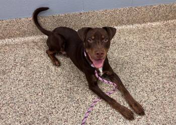 WACKADOODLE DOO -  Labrador Retriever and Mixed Breed Dog for Adoption in Colorado Springs, Colorado - WACKADOODLE DOO | PetCurious