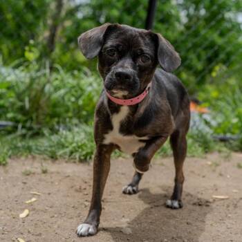 Pug and Beagle Dogs Available for Adoption in Pawling, New York - Dior | PetCurious