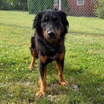 Australian Shepherd and Mixed Breed Dogs Available for Adoption in Huntsville, Alabama - Charlie | PetCurious
