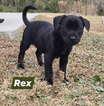 Mixed Breed Dogs Available for Adoption - Rex | PetCurious