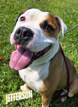 Rescue Bulldog and Boxer Dogs for Adoption in Valparaiso, Indiana - Jefferson | PetCurious
