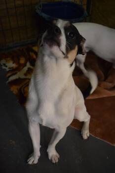 Rescue Chihuahua and Miniature Pinscher Dogs for Adoption in Pahrump, Nevada - Heathen | PetCurious