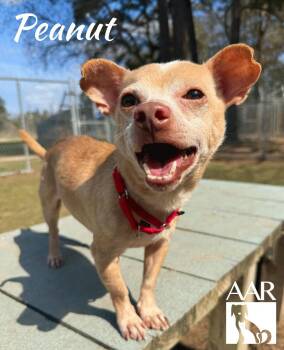 Chihuahua Dogs Available for Adoption in Magnolia, Texas - Peanut | PetCurious