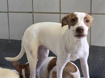 CHINA -  Terrier Dog for Adoption in San Antonio, Texas - CHINA | PetCurious