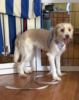 Cairn Terrier Dogs Available for Adoption in Eagleville, Tennessee - Zuki | PetCurious