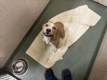 Mixed Breed Dogs Available for Adoption - IMOGENE | PetCurious