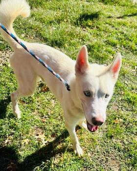 Rescue Siberian Husky Dogs for Adoption in Rocky Point, New York - Gronk | PetCurious