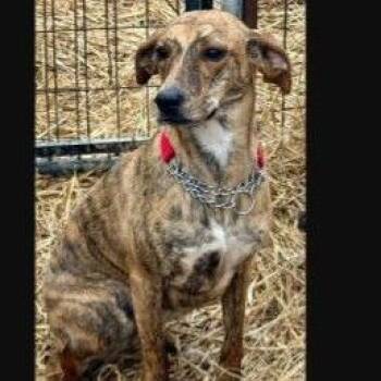 Mixed Breed Dogs Available for Adoption - Ginger | PetCurious