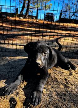 Baby Pearl -  German Shepherd Dog and Australian Shepherd Dog for Adoption in Carlsbad, California - Baby Pearl | PetCurious