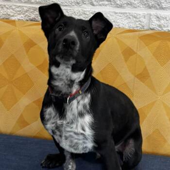 Australian Cattle Dog Blue Heeler Dogs Available for Adoption - Duke | PetCurious