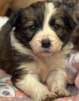 Affenpinscher Dogs Available for Adoption - Snowy | PetCurious