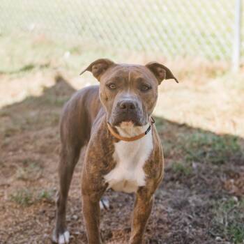 Tasha -  English Bulldog and Terrier Dog for Adoption in Parrish, Alabama - Tasha | PetCurious