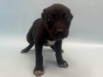 Goat -  Labrador Retriever and Mixed Breed Dog for Adoption in Minneapolis, Minnesota - Goat | PetCurious